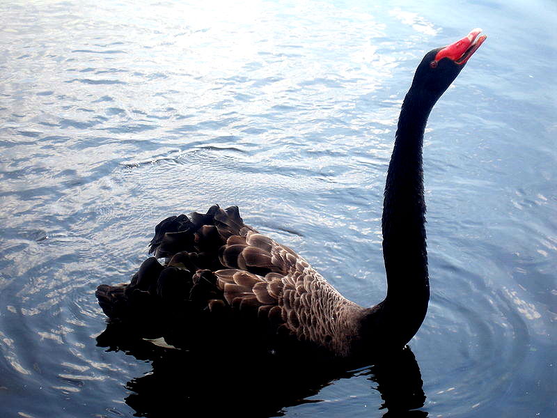 And....Here's The Black Swan We've Been Warning About