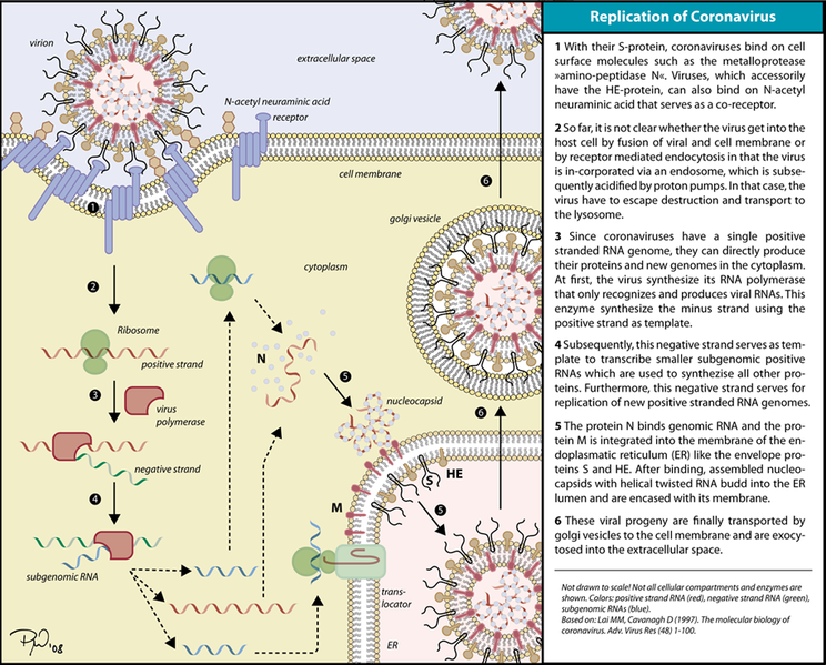 Report: Chinese Scientist Finds "Killer Coronavirus Probably Originated From A Laboratory In Wuhan"