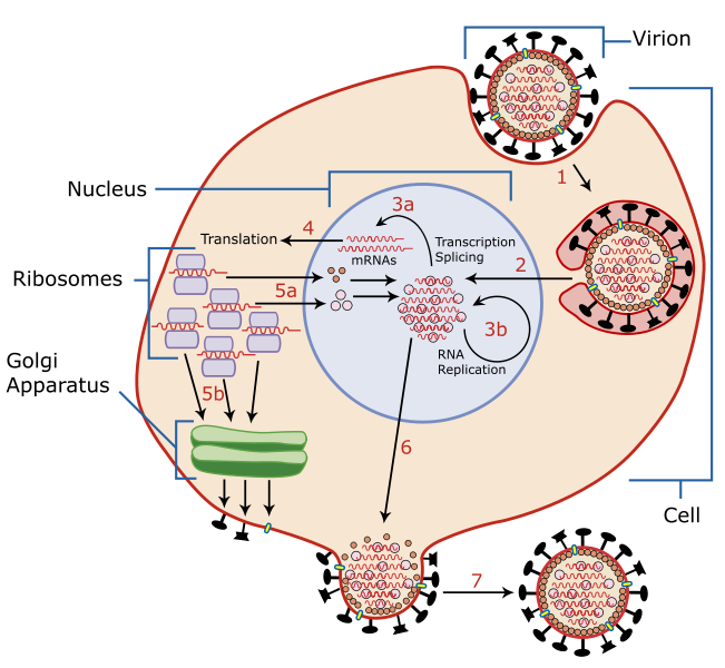 Creator Of US BioWeapons Act Says Coronavirus Is Biological Warfare Weapon