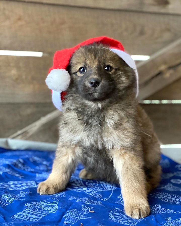 Seven Puppies Rescued In Siberia After Days Beside Body Of Mother Who Froze To Death