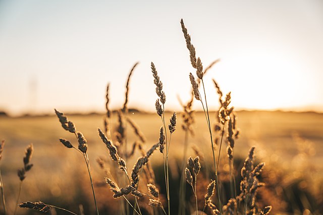 Ukraine Grain Deal Likely To Be Renewed For Fourth Time