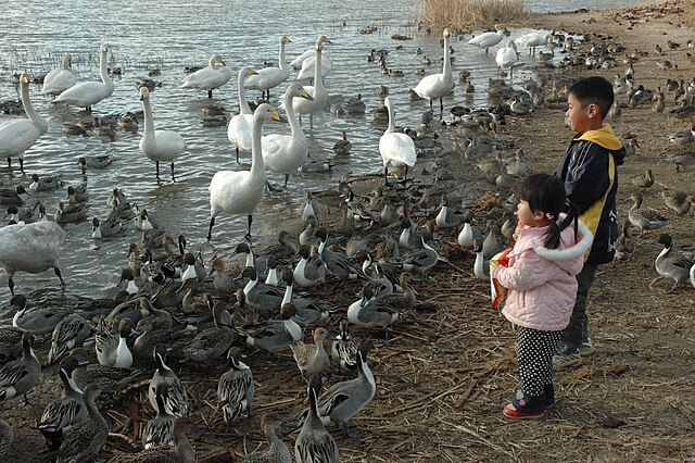 Bird Flu And The Importance Of Another Pandemic