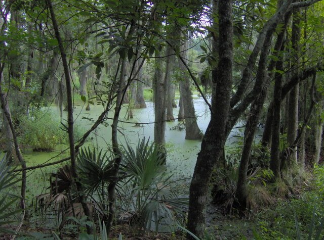 In The Weeds Of The Swamp