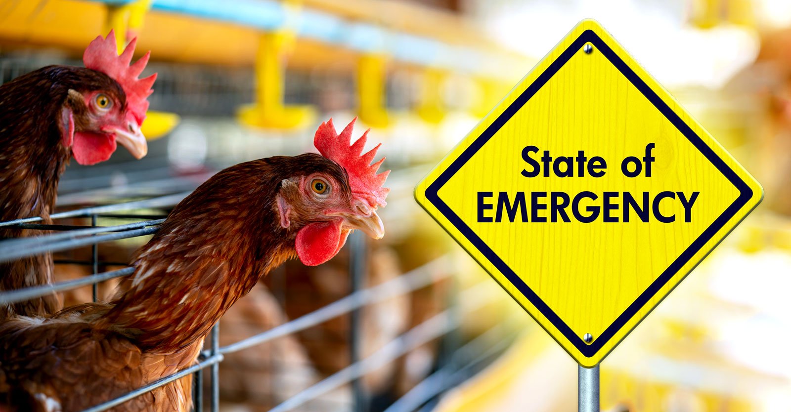 Bird Flu Panic Ramps Up as California Declares State of Emergency